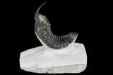 Morocconites Trilobite Fossil - Morocco #108540-2